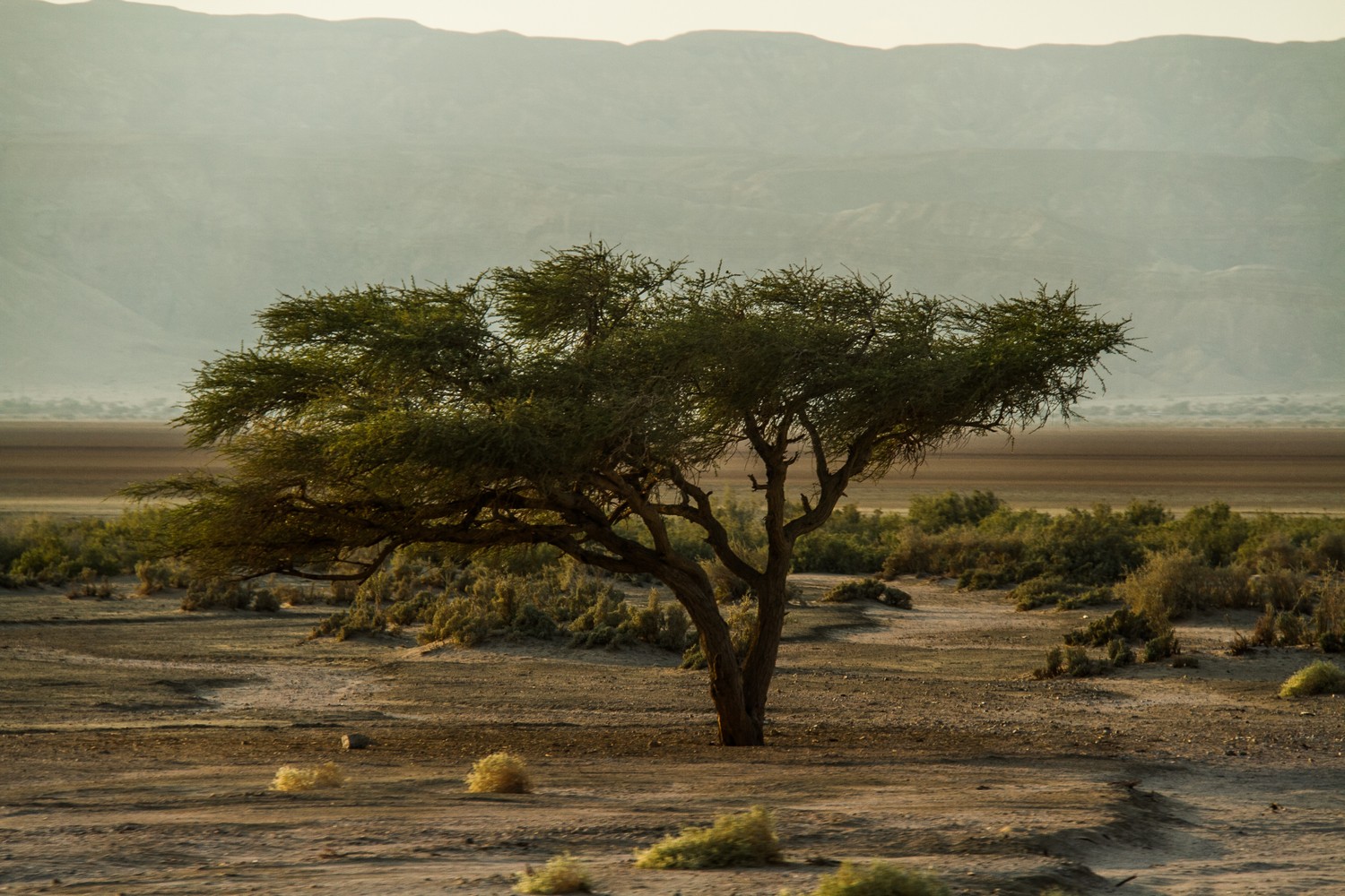 Aqaba Desert Trees