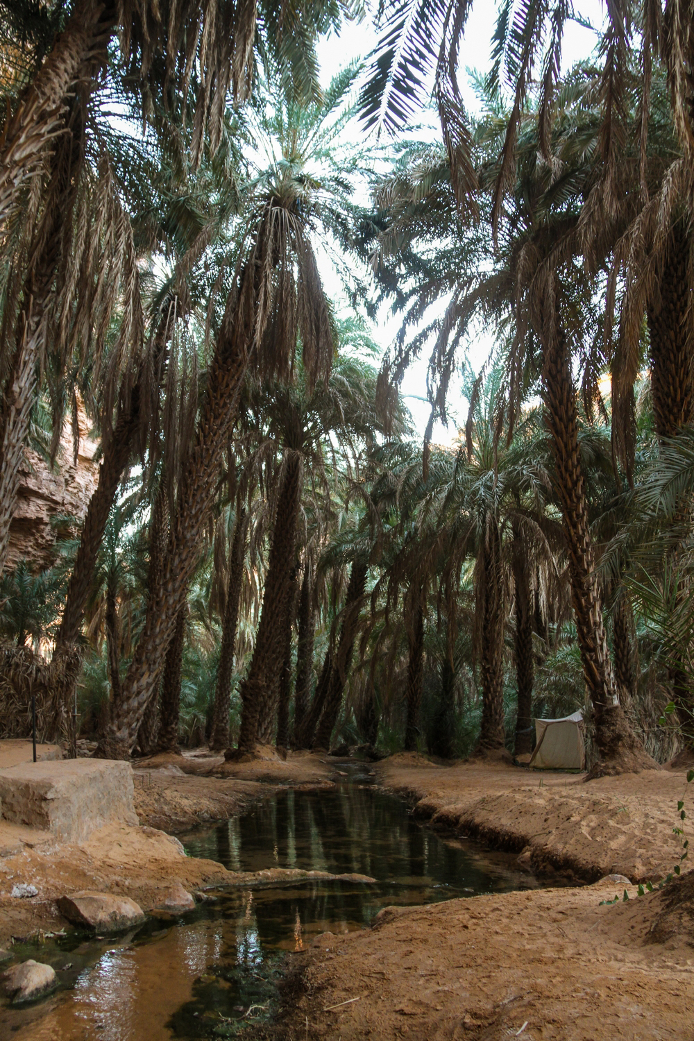 Terjit-Oasis-Atar-Mauritania-Adrar-Water-Stream
