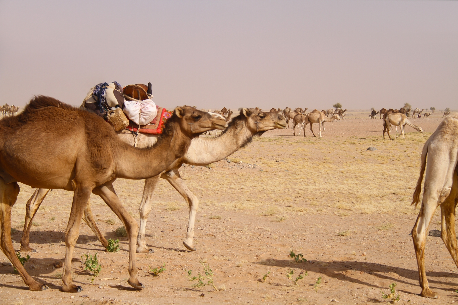 Mauritania Camels Adrar
