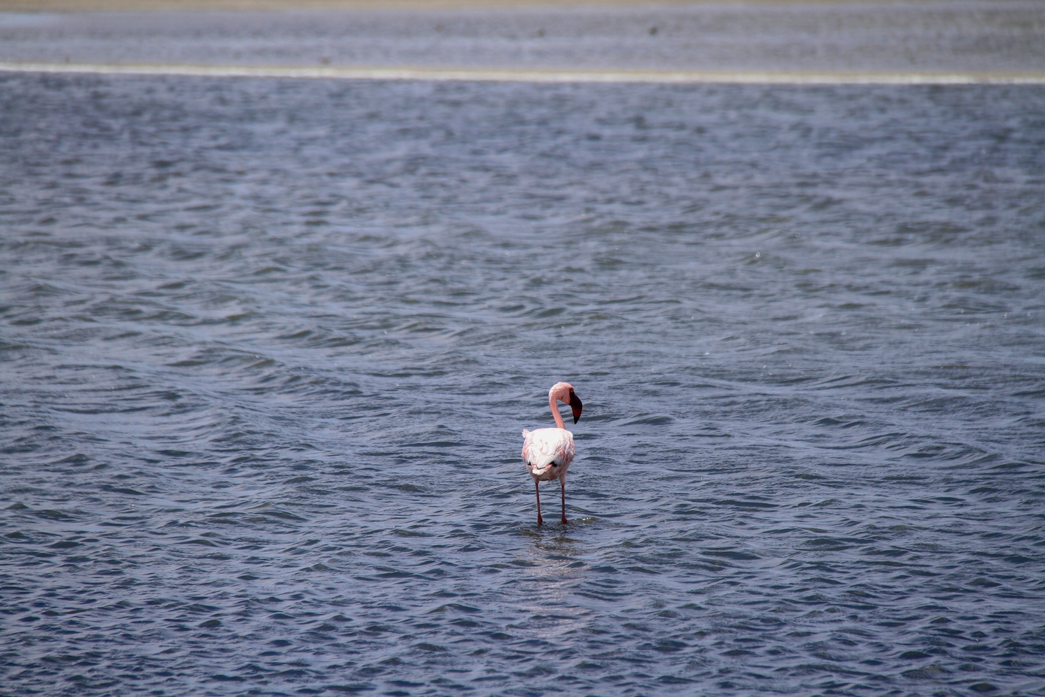 Walvis Bay Lagoon Flamingos