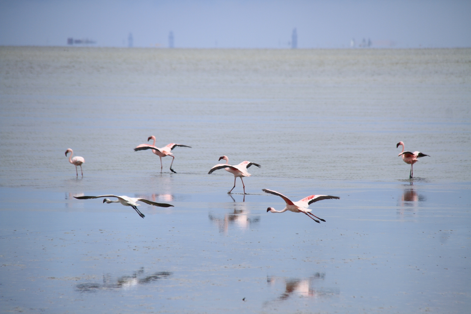 Walvis Bay Lagoon Flamingos