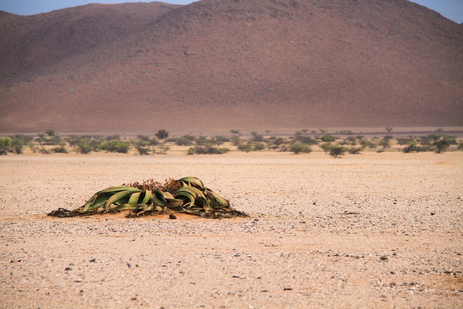Welwitschia-living-fossil