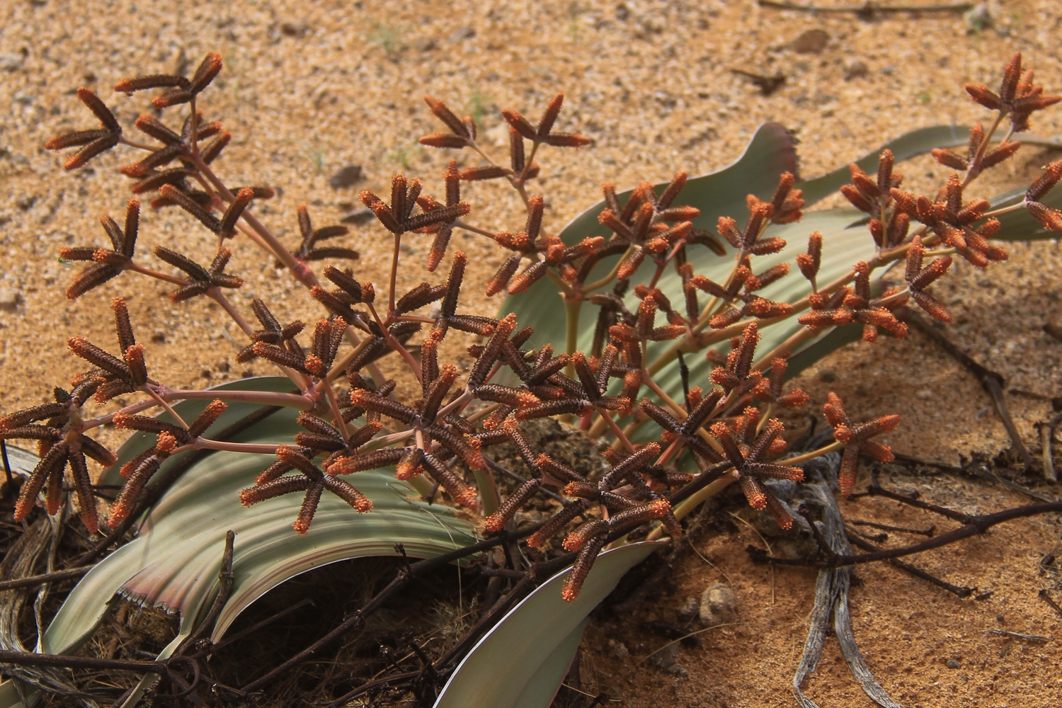Messum-Crater-Namibia-endemic-plant-Welwitschia-pollen